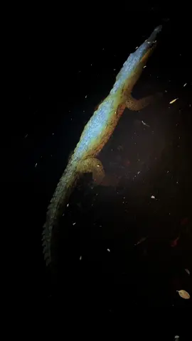 A post by @fishingarrett on TikTok caption: Searching a giant python in the Florida Everglades! #fyp#foryou#foryoupage#wild#wildlife#yoink#explore#snake#python#night#florida#floridacheck#usa#alligatorsoftiktok #crocodile#alligator#swamp#swamppuppy#everglades#animalsoftiktok#animals#tiktok#crazy#professional#conservation#ecosystem#bird#frog 
