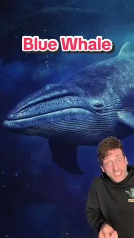 A post by @oddanny on TikTok caption: The largest animal on Earth 