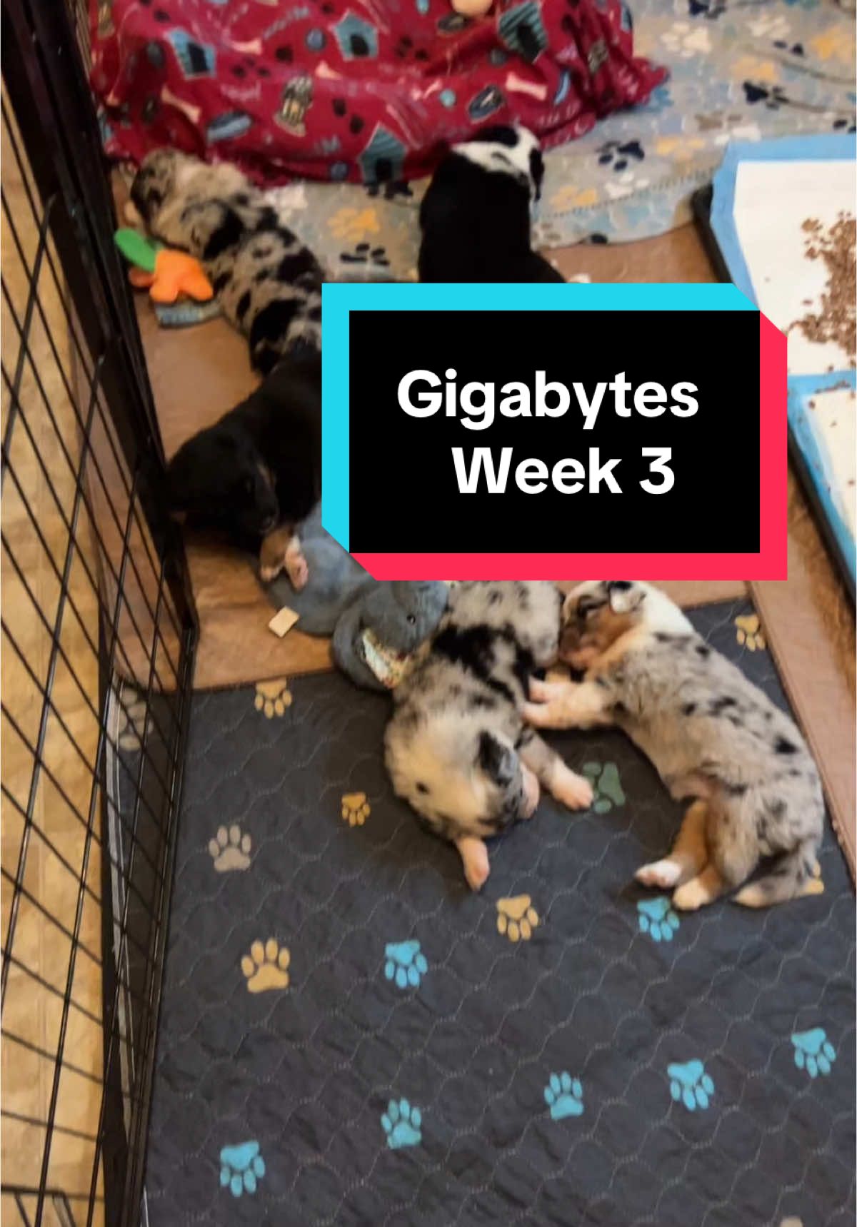 A post by @telltaleaussie on TikTok caption: Week 3 started expanding the puppies world and now they have a permanent new pen as we head into week 4. This is my favorite age 🥰 #gigabytes #australianshepherd #aussieswithtails #undockedaussie #aussie #telltaleaussie #puppy #cute #skyquakeaussies #puppyraising 