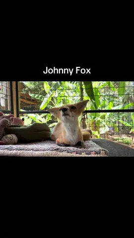 A post by @foxtalesflorida on TikTok caption: Johnny is in a quiet mood today. #foxrescue #nonprofit #foxsanctuary #foxtalesflorida #foxesoftiktok 