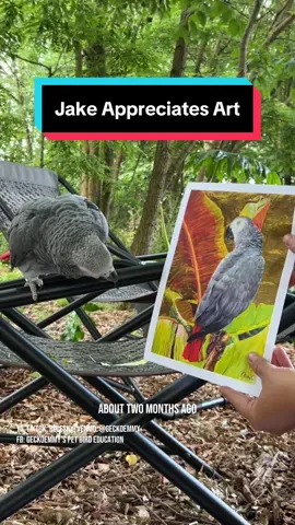 A post by @geckoemmy on TikTok caption: Parrots grieve, and some of them can appreciate art. @artsyjami sent us a beautiful African grey parrot print to help memorialize our passed flock member, Wee Egg. Her best bird friend, Jake, has some thoughts after viewing the artwork. #petgrief #petloss #parrotintelligence 