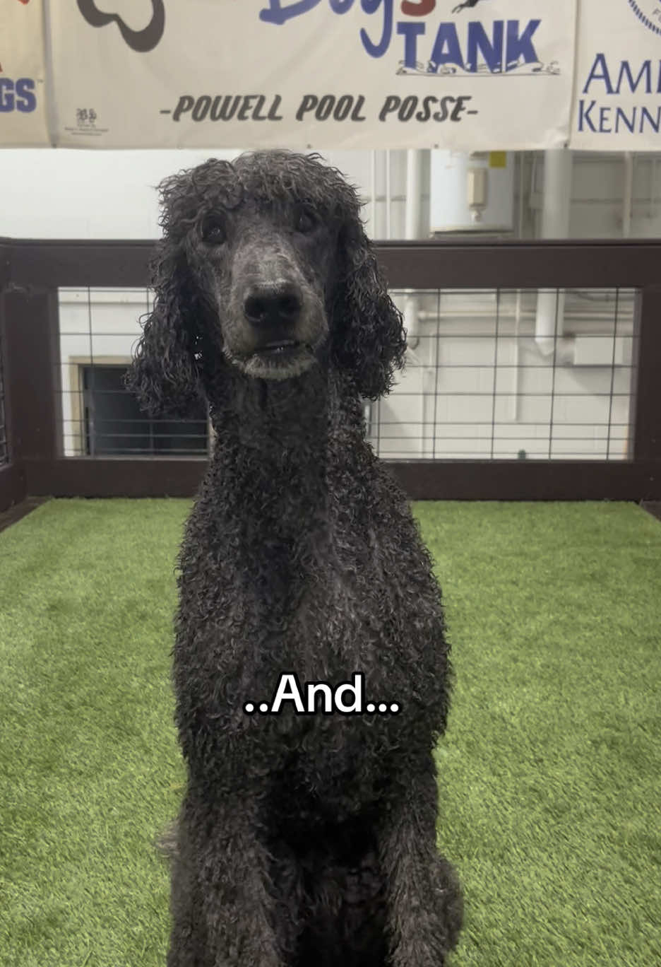 A post by @servicedog626 on TikTok caption: When you have a ✨🐬dock diving dog 🦄 ✨ and a 💦🔫dock diving dog 🚀 💦. Morrow is a literal torpedo and Stitch is a merpood. #waterdog #standardpoodle #poodle #labradorretriever #blacklab #dockdiving #labrador #labsoftiktok #sportdog #dogsports 