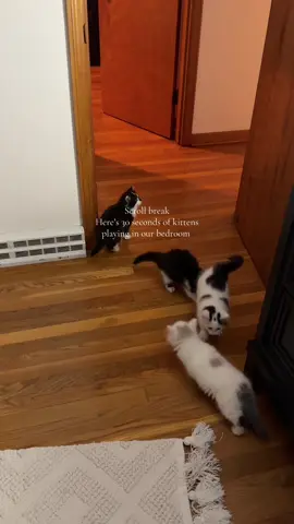 A post by @jesss_16 on TikTok caption: They love our bedroom now lol #kittensoftiktok #cattok #kittens 