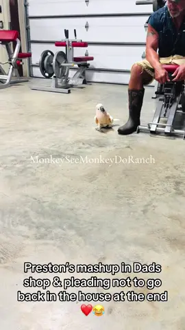 A post by @monkeyseemonkeydoranch on TikTok caption: Preston’s mashup in Dads shop & at the end him pleading his case to please not go back in the house❤️😂#MonkeySeeMonkeyDoRanch #minimoomafia #lifewithpreston #crackchicken #welovehim #cockatoo #mashup #saturdaynightlive #zoolife #livingmydream #blessed #thankyouforyoursupport #thankyoujesus #fypシ #fypシ゚viral #fyppppppppppppppppppppppp #fypchallenge #fyp 
