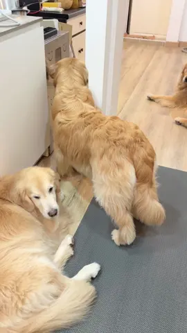 A post by @japanfriends on TikTok caption: สัตว์ประหลาดมีหนาม #จุ๊มเหม่งมีอะไร #จุ๊มเหม่งเจไดใจดี 