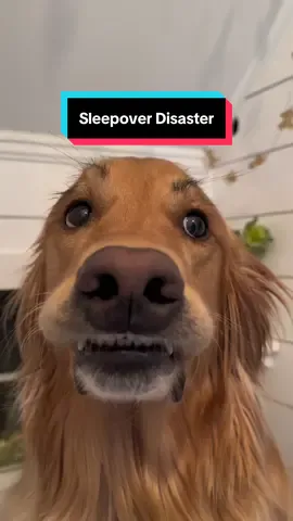 A post by @aguyandagolden on TikTok caption: Almost a billion views! Coming in at #1, Sleepover Disaster! #dog #goldenretriever #dogsoftiktok 
