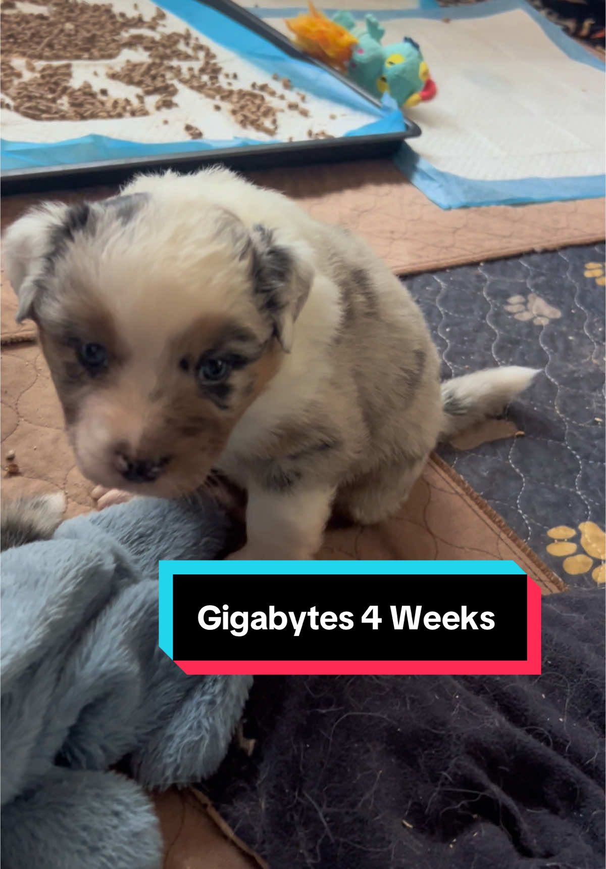 A post by @telltaleaussie on TikTok caption: Gigabytes are 4 weeks old (tomorrow) & having a great time in their new setup! #gigabytes #australianshepherd #aussieswithtails #undockedaussie #aussie #telltaleaussie #skyquakeaussies #puppyraising #cute 