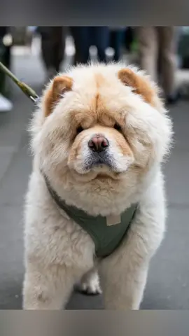 A post by @thedogist on TikTok caption: Sir Buffy Bearington is a player #thisdogwillchangeyourlife #dogs #nyc 