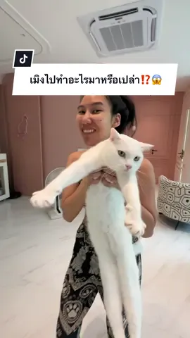 A post by @ployy_chuek on TikTok caption: อิไข่ขาว..เมิงไปทำอะไรมาหรือเปล่า⁉️😱 #ครอบครัวไข่หวาน #ไข่ขาวลูกแมร๊ #ภารกิจพิชิตใจไข่ขาว #หวานแมวขยะเปียก #แมวไข่หรรมกับดําดอทคอม #แฝดนรกบ้านไข่หวาน #กระป๋องลูกแมร๊ #น้องกระป๋องกับน้องกระแป๋ง #ไข่เจียวเป็นเด็กดี #ไข่เจียวรักแมร๊ #ไข่เน่าลูกแมร๊ #อาหารแมวพรามี่ #pramycat 