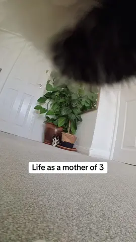 A post by @kittenheavenpov on TikTok caption: Stressful 😅 #catsoftiktok #catspov #catcam #catswithcameras 