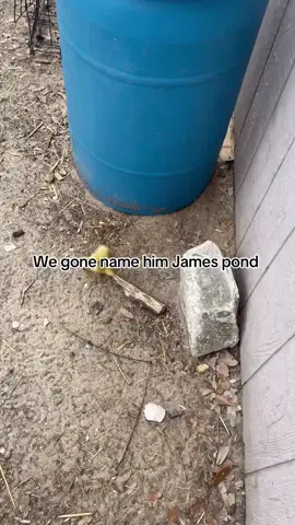 A post by @xwallstreetdonx on TikTok caption: JamesPond The Duck #fyppppppppppppppppppppppp #duck #animals #cute #foryoupage 