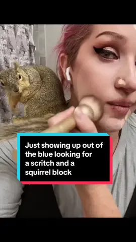 A post by @monroemenagerie on TikTok caption: Little man just showing up at random, missing half his tail fluff 🤣  He’s got ladies in every tree in the neighborhood but still finds time to stop by for a scritch and a snack now and then 🤣 #squirrel