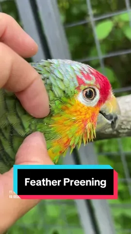 A post by @geckoemmy on TikTok caption: Rocky, the 50 year old red lored Amazon parrot, loves getting his head feathers preened. And luckily, I just so happen to enjoy doing it #featherpreening 