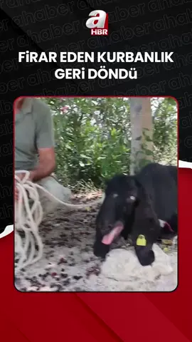 A post by @ahaber on TikTok caption: #Adana Kozan'da bayramın ilk günü kaçan kurbanlık #keçi, 10 gün sonra mahalle sakinlerinin dikkati sayesinde yakalanarak sahibine teslim edildi. #kurban #hayvan #animals