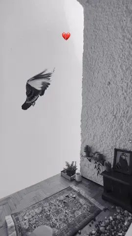 A post by @malte.zierden on TikTok caption: Tschüss mein Herz ♥️