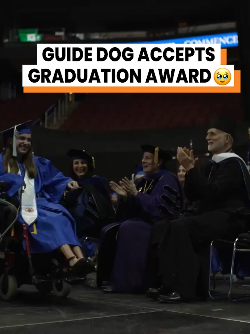 A post by @gofetch on TikTok caption: Guide dog training paid off for this moment 🥰 (Seton Hall University / MAGNIFI U /TMX via @arkbykomi) #guidedogs #graduation #talkingdog #dogvoiceover