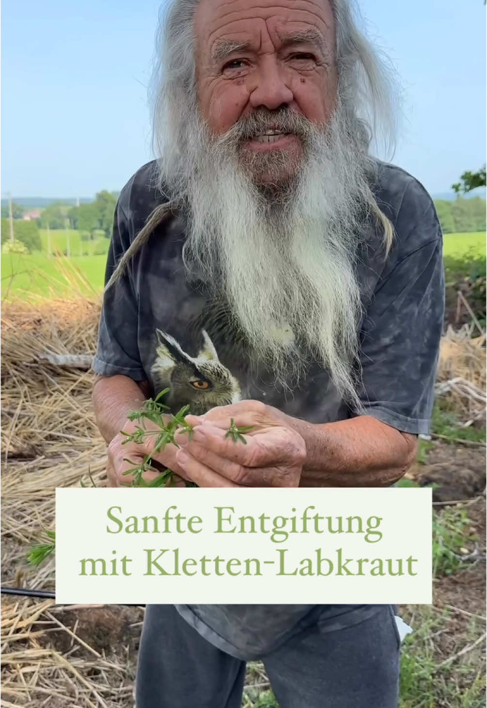 A post by @wolfdieterstorl on TikTok caption: In der traditionellen Phytotherapie gilt der Tee oder auch der frische Saft als ein »blutreinigendes« Lymphmittel, er regt die Lymphgefäße an, Gifte und Stoffwechselschlacken auszuscheiden. Eine Tee- oder Saftkur könnte ein unterstützendes Begleittherapeutikum bei der Hodgkins-Krankheit und bei lymphatischer Leukämie sein. 🌱🐺 Mehr über das Kletten-Labkraut habe ich in den Buch “Die Unkräuter in meinem Garten“ geschrieben.  #heilpflanzen #natur #unkraut #gesund #foruyou #viral  #germany 