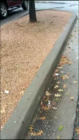 A post by @lawncarejuggernaut on TikTok caption: #fallweather