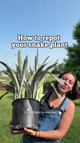A post by @plantswithkrystal on TikTok caption: If you’re not beating up your plants, then you’re not this whole plant thing right 🤭 Snake plants can be easy peasy. Just forget you have them!  Any other questions, leave them down below!  #snakeplants #planthelp #plantlife 