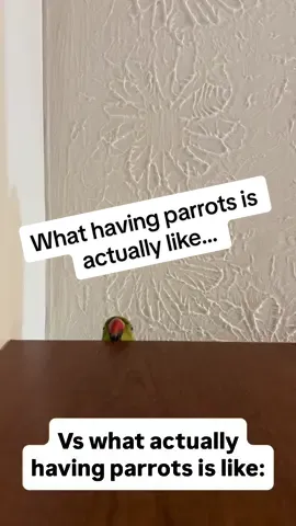 A post by @beakerbeak on TikTok caption: Having parrots: the reality (Part 2!) #birdsoftiktok #parrotsoftiktok #talkingbird #talkingparrot #cuteanimals #funnyanimals #parrot #funny #family #vlog #reality #vsreality 
