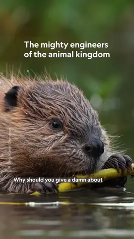 A post by @natgeo on TikTok caption: Beaver dams do more than manage water—they support entire ecosystems, earning beavers a reputation as true climate champions. Yet, human activity continues to threaten their survival. Learn more about these semi-aquatic rodents, their habitats, and the dangers they face at the 🔗 in bio.