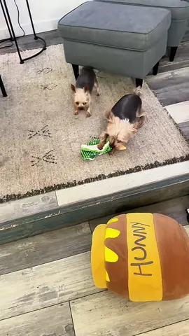 A post by @therxckstxr on TikTok caption: The Teacup Tattletales Re Back At It! 😂 RxCKSTxR Comedy featuring @Poppy&PogotheTeacupYorkies 🫶🏾 #yorkie #teacup #teacupyorkie #talkingdog #voiceover #rxckstxr #foryoupage 