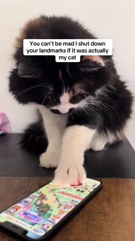 A post by @monopolygo on TikTok caption: It was the cat dude, I swear.