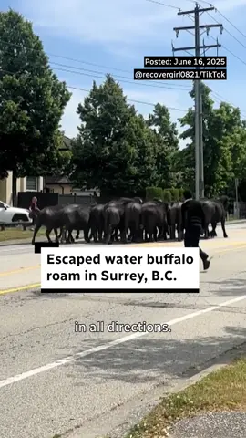 A post by @cbcnews on TikTok caption: Mom, buffalo are running up the street. Desireé Belisle joined CBC’s The National to talk about #themoment last week when a herd of water buffalo escaped from a farm and made a scene roaming the streets of Surrey, B.C. #waterbuffalo #bc #farm #canada #cbcnews #escape 