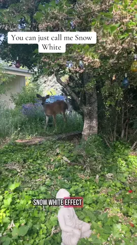 A post by @jenny_c_bell on TikTok caption: #meditation #witchy #deer #witchywoman #spiritualtiktok 
