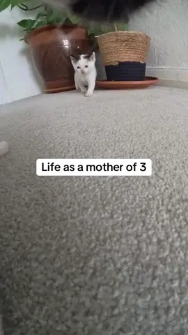 A post by @kittenheavenpov on TikTok caption: Stressful 😅 #catsoftiktok #catspov #catcam #catswithcameras 