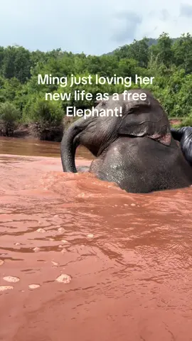 A post by @planting_peace on TikTok caption: Ming just loving her new life as a free elephant. She goes down to the river everyday with my friend Flow. They have such a special relationship. Thank you for helping me rescue this gorgeous girl. She will forever be free. -Aaron with @Lek_chailert @Save Elephant Foundation 