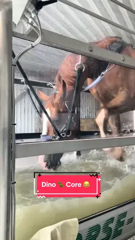 A post by @bellaxhorses on TikTok caption: Dieses Pferd ist einfach zu Random 😂 #showjumpinghorse #funnyhorse #horseslover #pferdeliebe #equestrianlove #pferdemädchen #bellaxhorses #equestriangirl #horsegirl #equestrianlife #goviral #horsesoftiktoktok 
