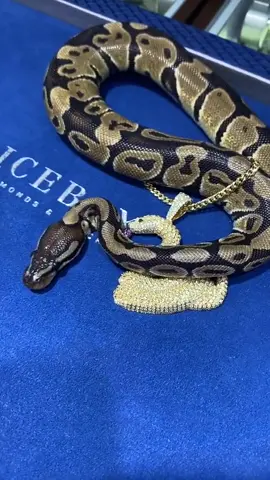 A post by @icebox on TikTok caption: Someone brought their snake in to get iced out! 🐍💎