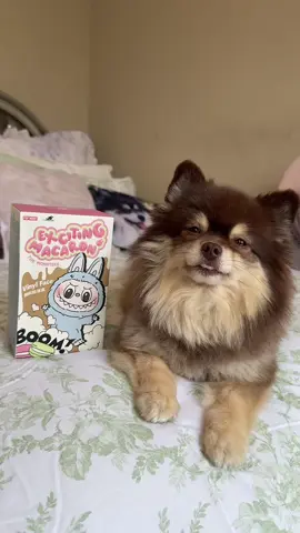 A post by @scout2015 on TikTok caption: My Puppy Bought a Labubu😱Part 2?!‼️ #puppy #toy #labubu #unboxing #fyp 