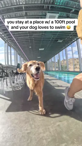 A post by @adventuringwithnala on TikTok caption: Nala staying at a luxury rental with her bf @Brodie The Goldendoodle Swimmies, stomps, and sock thievery. All in a day’s work for Nals