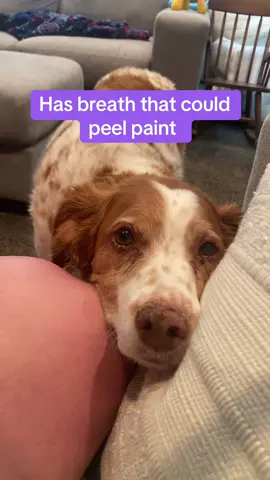 A post by @christines_snaps on TikTok caption: All the mints in the world couldn’t help this doggo 😂 #dogsoftiktok #brittany #brittanyspaniel 