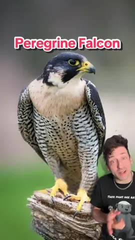 A post by @oddanny on TikTok caption: The fastest animal on Earth #peregrinefalcon 