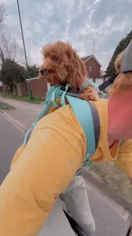 A post by @ruffweardogs on TikTok caption: Just along for the ride!  🎥: @babystets #dogbackpackcarrier #hitchhikerbackpack #ruffwear #bikingbuddy 