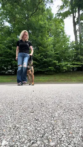 A post by @maligatormom on TikTok caption: We ride! #malinois #malinoispuppy #malinoistraining #puppiesoftiktok 