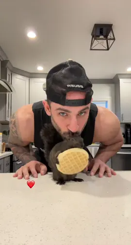 A post by @peanut_the_squirrel12 on TikTok caption: ❤️❤️❤️ #fyp #video #viral #fypp #insta #animal #pets #peanut #peanutthesquirrel #squirrel #instagram 