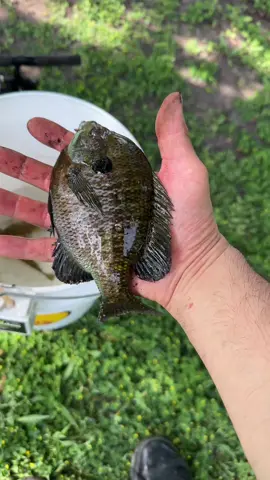 A post by @antonioslimgovea on TikTok caption: Cacho más bait borracho wey!😆🤦‍♂️💯🔥🤣😂👍🏻🎣🐟🍺🍻🥴✨ig: _antoniogoveaoficial✨ #mexican#mexicano#mexicanamerican#mexicansbelike#mexicanproblems#mexicanmemes#mexicantiktok#latino#latinos#latinosbelike#latinostiktok#parati#chistoso#chiste#comedia#comediante#pendejo#nomames#borracho#pescador#pescando#pescado#pescaesportiva#pescadeportiva#naturaleza#mivida#chingon#comediaenespañol#comediamexicana#chistesmalos#chistesgraciosos#chistesmexicanos @slimFATZZ Podcast @Trexpancho45 @izzydro 