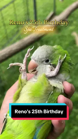 A post by @geckoemmy on TikTok caption: Reno, the Quaker parrot, was hatched in June of 2000, so this little dirtbag just turned 25! He is ready to soak up the extra attention and enjoy a spa day with preening, a bath, and a hemp oil beak and foot massage #quakerparrot #elderlypets