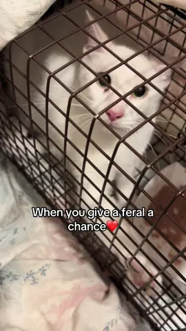 A post by @ragstorichesanimalrescu on TikTok caption: We love a quick turn around! Thank you to our cat coordinator for rushing to trap this boy who she named hiccup and gave him a chance so he could live inside. He has a little peg leg and wouldn’t be safe outside #fyp #foryou #foryoupage #rescue #rescuekitten #kitten #kittens #follow #followus #rescuecat #rescuekittenoftiktok #wisp #kittenlove #staystinky 
