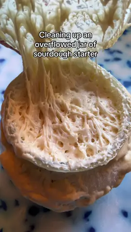 A post by @wheatculture on TikTok caption: Sometimes she likes to overflow #sourdoughstarter #sourdoughtiktok #sourdough #sourdoughtok #sourdoughasmr #sourdoughcrunch #sourdoughbread #wheatculture #sourdoughclub 