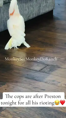A post by @monkeyseemonkeydoranch on TikTok caption: The police are after Preston tonight for all his rioting…he was running around like a Crack Chicken & then went & hid from the police😂❤️#MonkeySeeMonkeyDoRanch #minimoomafia #lifewithpreston #crackchicken #police #welovehim #hemakeslifefun #cockatoo #zoolife #livingmydream #blessed #thankyouforyoursupport #thankyoujesus #fypシ #fypシ゚viral #fyppppppppppppppppppppppp #fypchallenge #fyp 