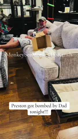 A post by @monkeyseemonkeydoranch on TikTok caption: Preston got bombed by Dad tonight😂 Preston literally has the best personality & brings so much happiness to our home in this crazy world we live it❤️#MonkeySeeMonkeyDoRanch #minimoomafia #lifewithpreston #crackchicken #bomb #welovehim #mrpersonality #cockatoo #zoolife #livingmydream #blessed #thankyouforyoursupport #thankyoujesus #fypシ #fypシ゚viral #fyppppppppppppppppppppppp #fypchallenge #fyp #fy 