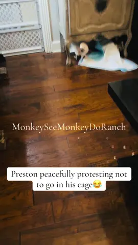 A post by @monkeyseemonkeydoranch on TikTok caption: Preston says he’s peacefully protesting not to go in his cage tonight #😂❤️#MonkeySeeMonkeyDoRanch #minimoomafia #lifewithpreston #crackchicken #welovehim #peaceful #protesting #riot #livingmydream #blessed #thankyouforyoursupport #thankyoujesus #fypシ #fypシ゚viral #fyppppppppppppppppppppppp #fypchallenge #fyp #fy 