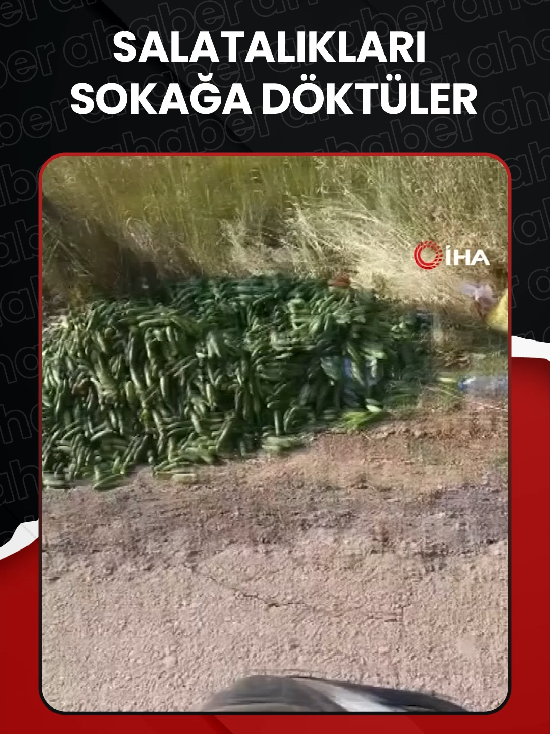 A post by @ahaber on TikTok caption: 📷 #Kocaeli'nin #Darıca ilçesinde çok sayıda #salatalık boş araziye atıldı.    ➥ O anları cep telefonuyla kaydeden vatandaş duruma #tepki gösterdi. #gıda