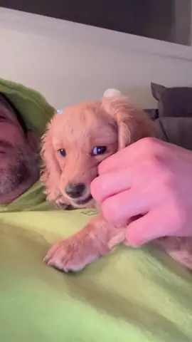 A post by @peanut_the_squirrel12 on TikTok caption: Howie ❤️ #fyp #video #viral #fypp #insta #animal #pets #instagram 