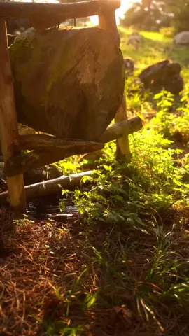 A post by @dropsknowledge on TikTok caption: sunlight powers the energy cycle of the world. #biologyclass #biologymajor #biology #edutok #strm #tiktokedu